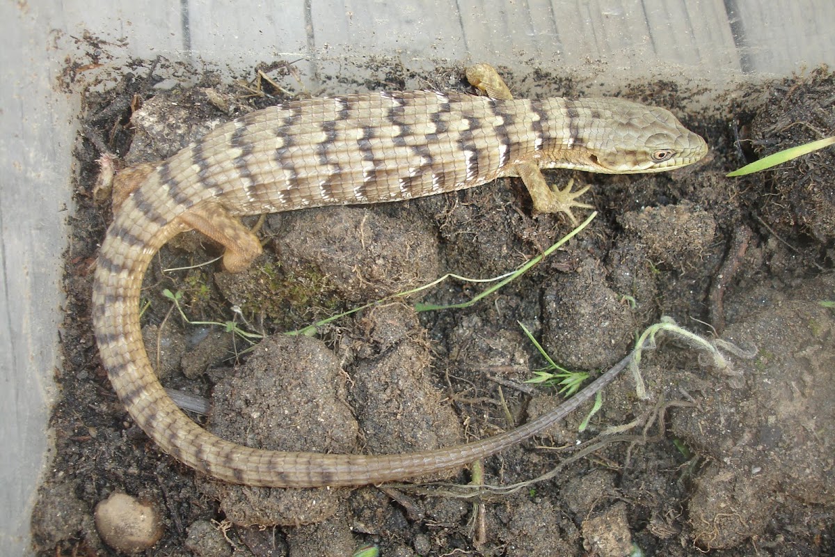 Southern alligator lizard