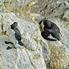 Common Guillemot (adults and chicks)