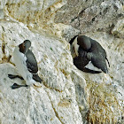 Common Guillemot (adults and chicks)