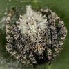 Orb-Weaver spider