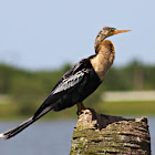 Anhinga