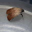 Hunch-backed Concealer Moth