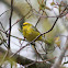 Blue-Winged Warbler