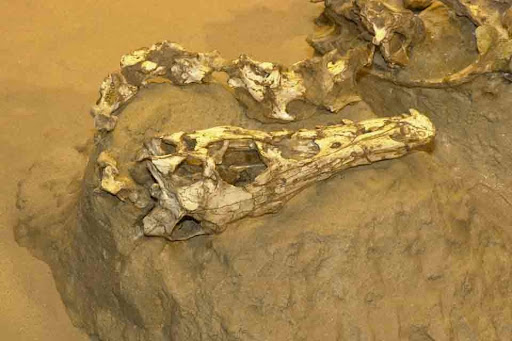 Fighting Dinosaurs Exhibit - Close up of Velociraptor skull