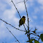 Violaceous Euphonia