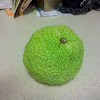 Osage Orange