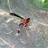 Metricus Paper Wasp