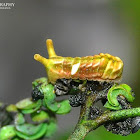Indian Sunbeam Caterpillar