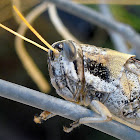 Vagrant Grasshoper