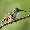 White-chested Emerald