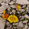 Yellow Alpine Poppy/Alpski mak
