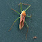 Leafhopper Assassin Bug (missing it's head)