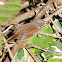 Song Sparrow (Pacific form)