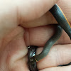 Mississippi Ring Necked Snake