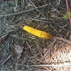 spicebush swallowtail caterpillar