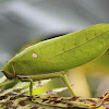 Giant Leaf Katydid