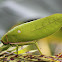 Giant Leaf Katydid