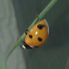Seven spotted Ladybug