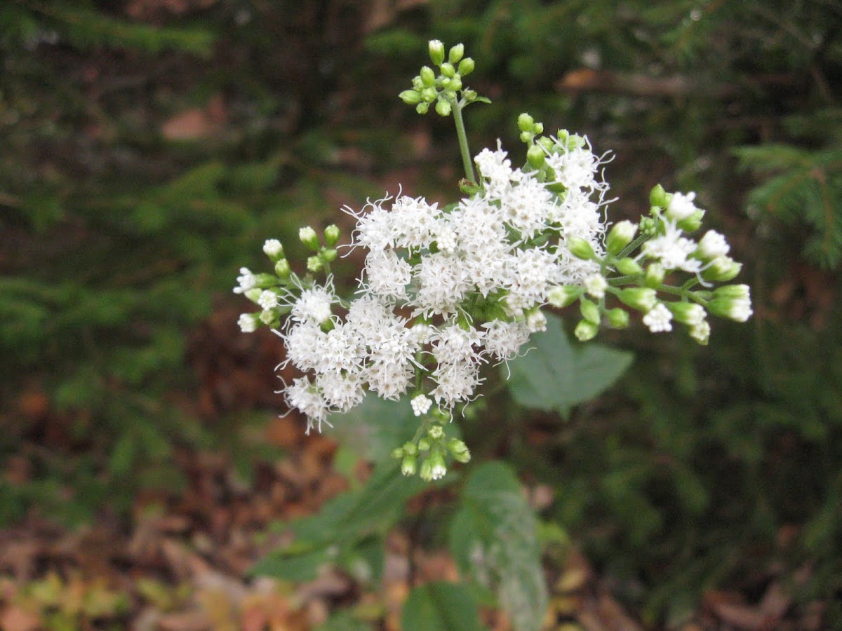 White Snakeroot