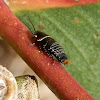 Austral Ellipsidion Cockroach - nymph