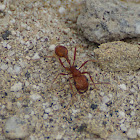 California harvester ant