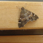 Spotted Beet Webworm Moth