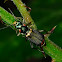 Red-tipped Flower Beetle