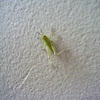 Green Grasshopper Nymph
