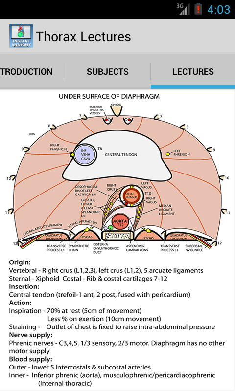 Thorax Anatomy Lectures Screen 2