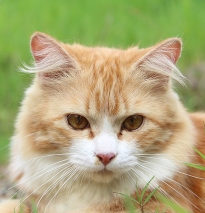 Android application Baby Animals screenshort