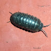 Pill Bug