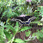 Parsnip Swallowtail