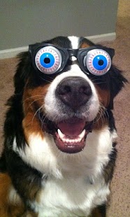 Free Puzzle Game, Cute Dog APK for Android