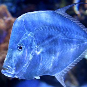 Kids puzzle – Fish Jigsaw 1.0