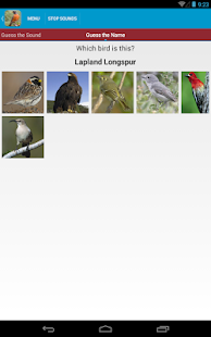 North American Birds Sounds Screenshots 13