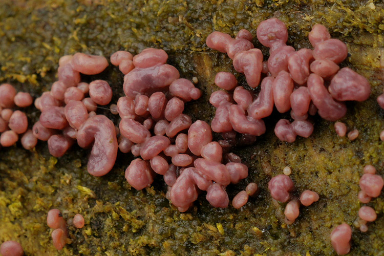 Purple Jellydisc fungus