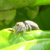 Jumping spider (Hypoblemum albovittatum)