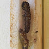 Wood white caterpillar
