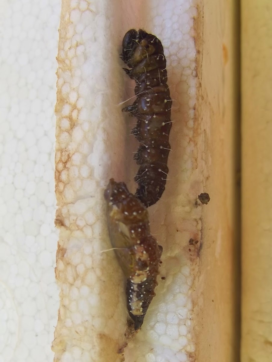 Wood white caterpillar
