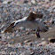 Yellow-legged Gull; Gaviota Patiamarilla