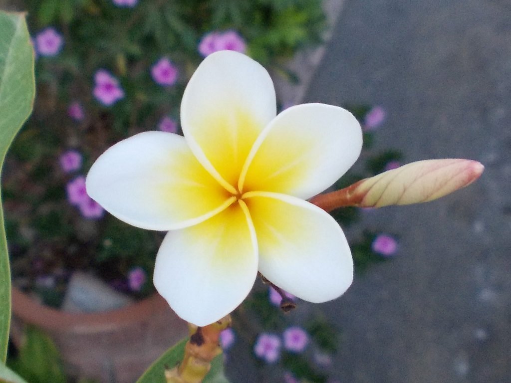 White frangipani (Πλουμέρια)