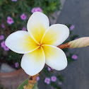 White frangipani (Πλουμέρια)