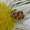 Varied carpet beetle