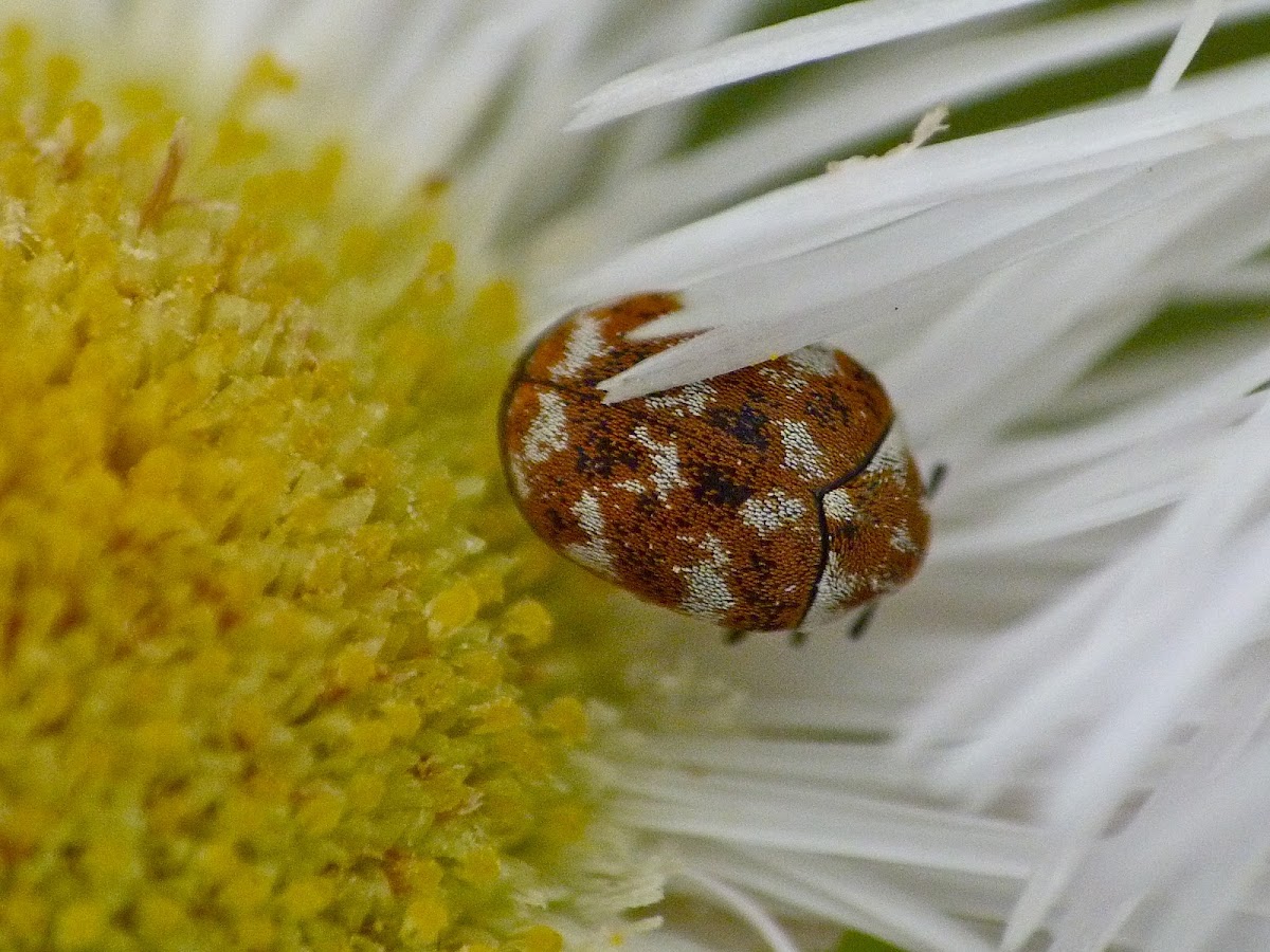 Varied carpet beetle Project Noah