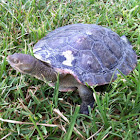 Long Necked Tortoise