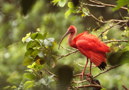 Trinidad-Tobago-scarlet-ibis - A scarlet ibis on Trinidad and Tobago.