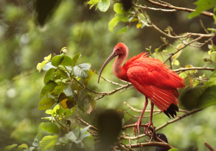 A scarlet ibis on Trinidad and Tobago.