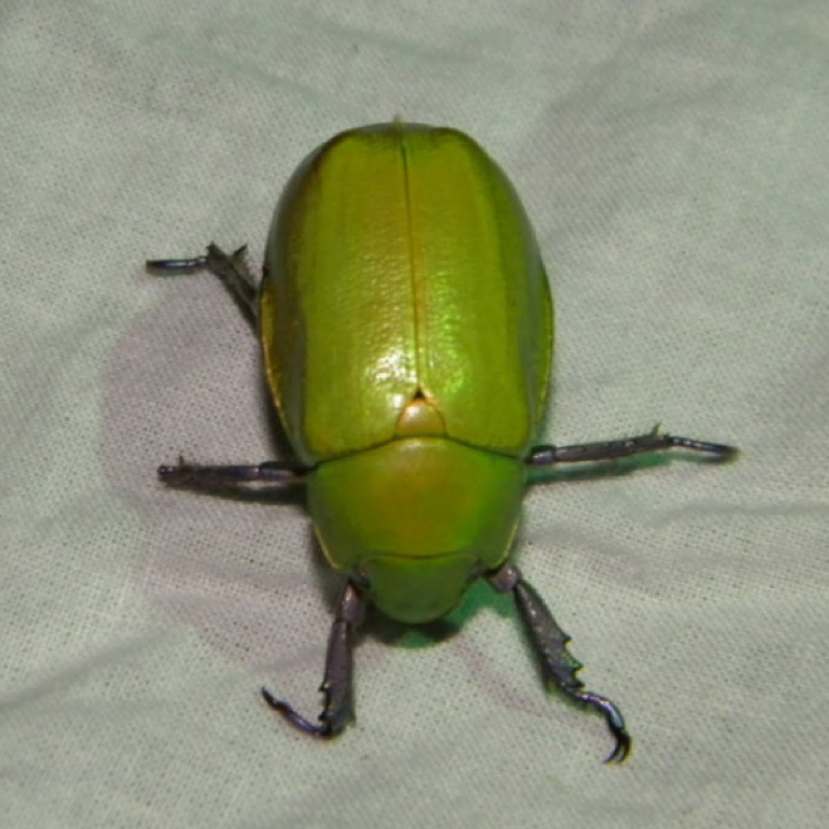 Beyer's scarab