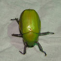 Beyer's scarab