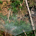 spider nest